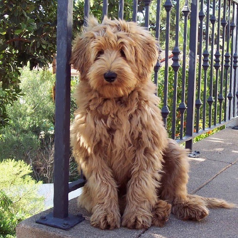 Порода собак лабрадудель