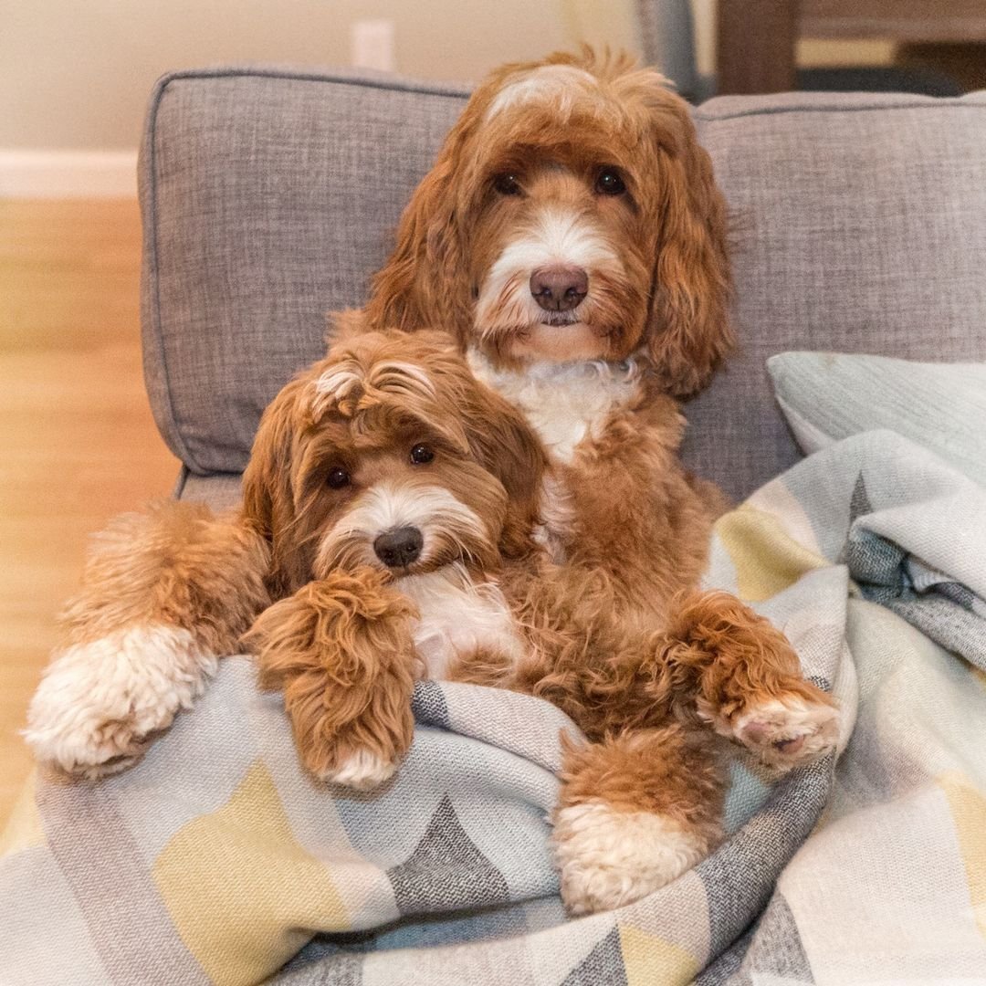 Лабрадудль миниатюрный