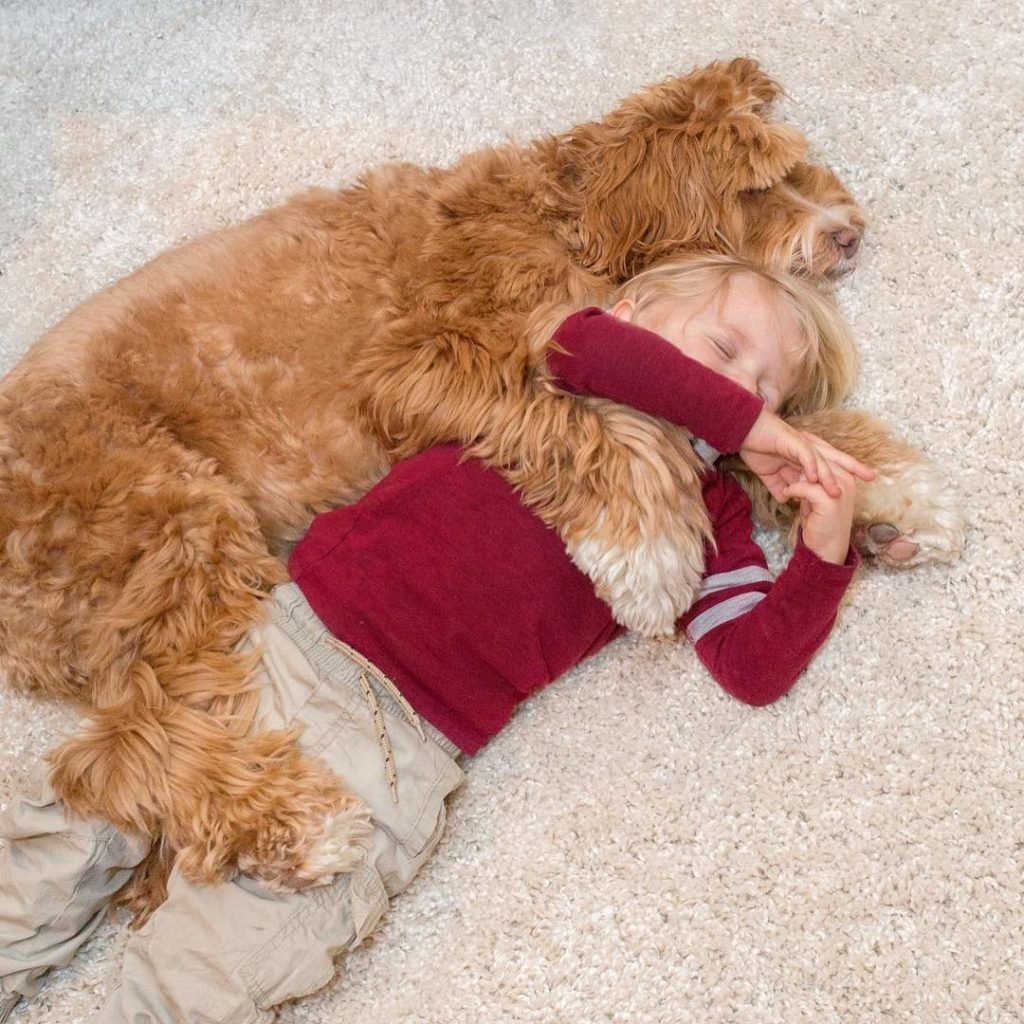 Лабрадудль и человек