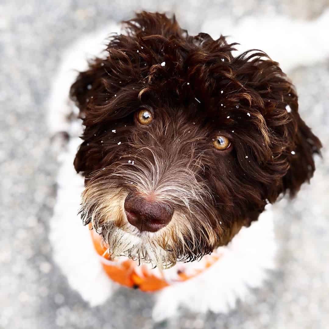 Лабрадудель из инстаграма