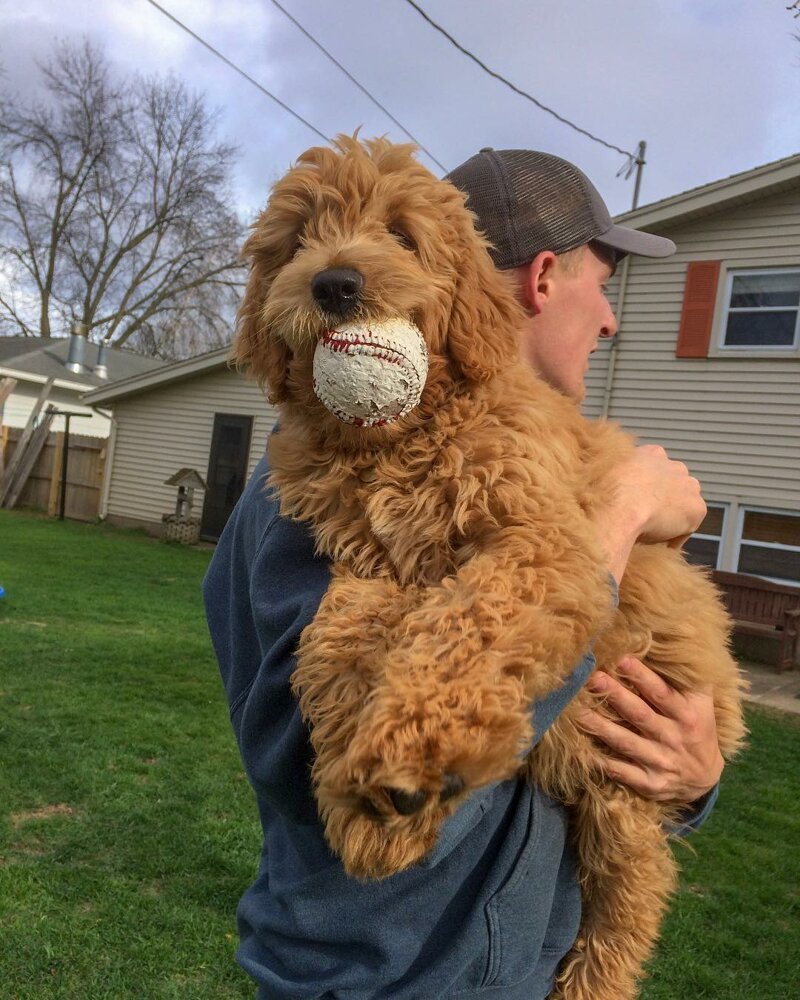 Лабрадудель взрослый