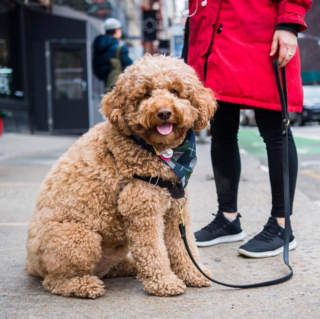 Лабрадудль мини размер