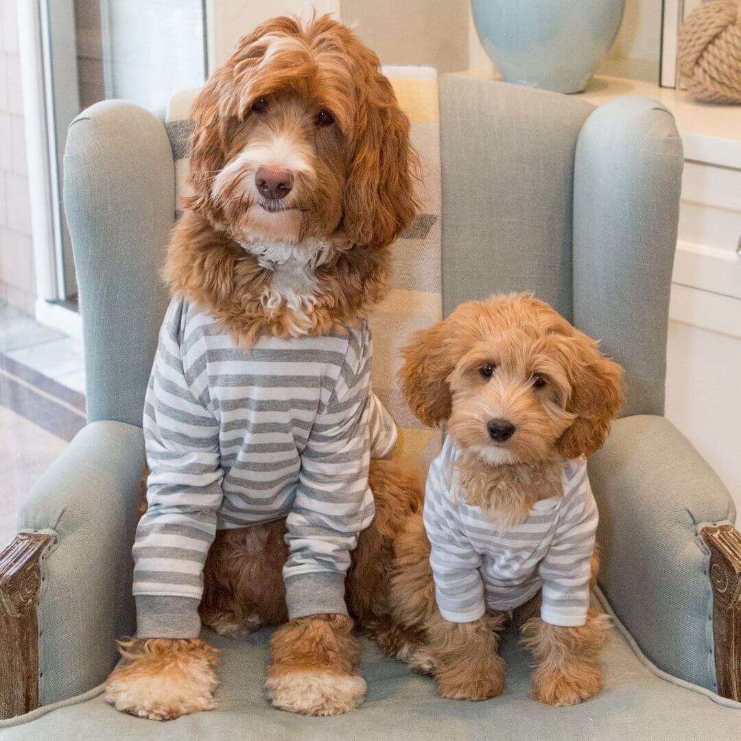 Фанни лабрадудель