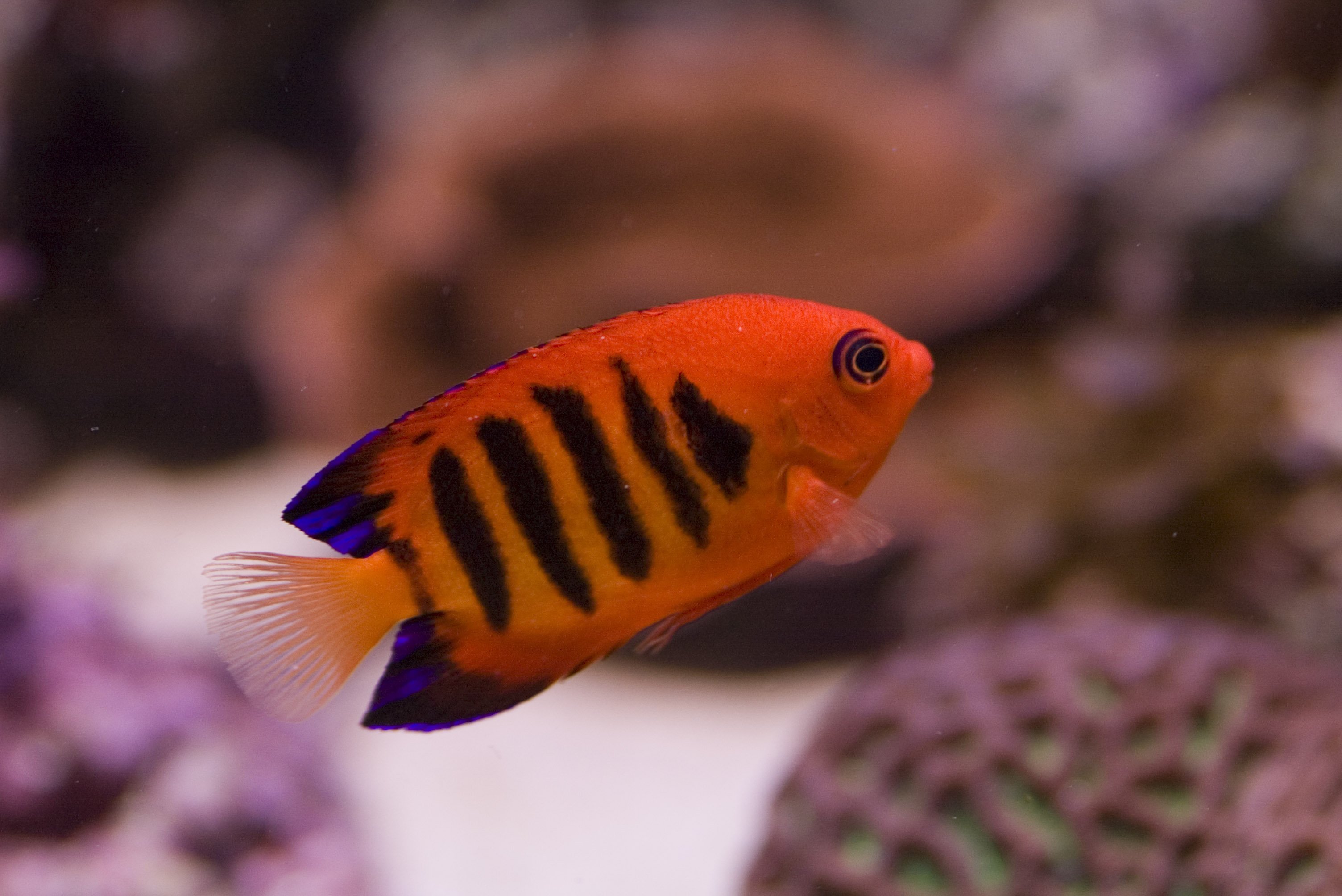 Оранжевая аквариумная рыбка. Кардинал рыбка. Аквариумная рыбка Апельсинка. Лябиоза рыбка. Рифовый попугай аквариумная рыбка.