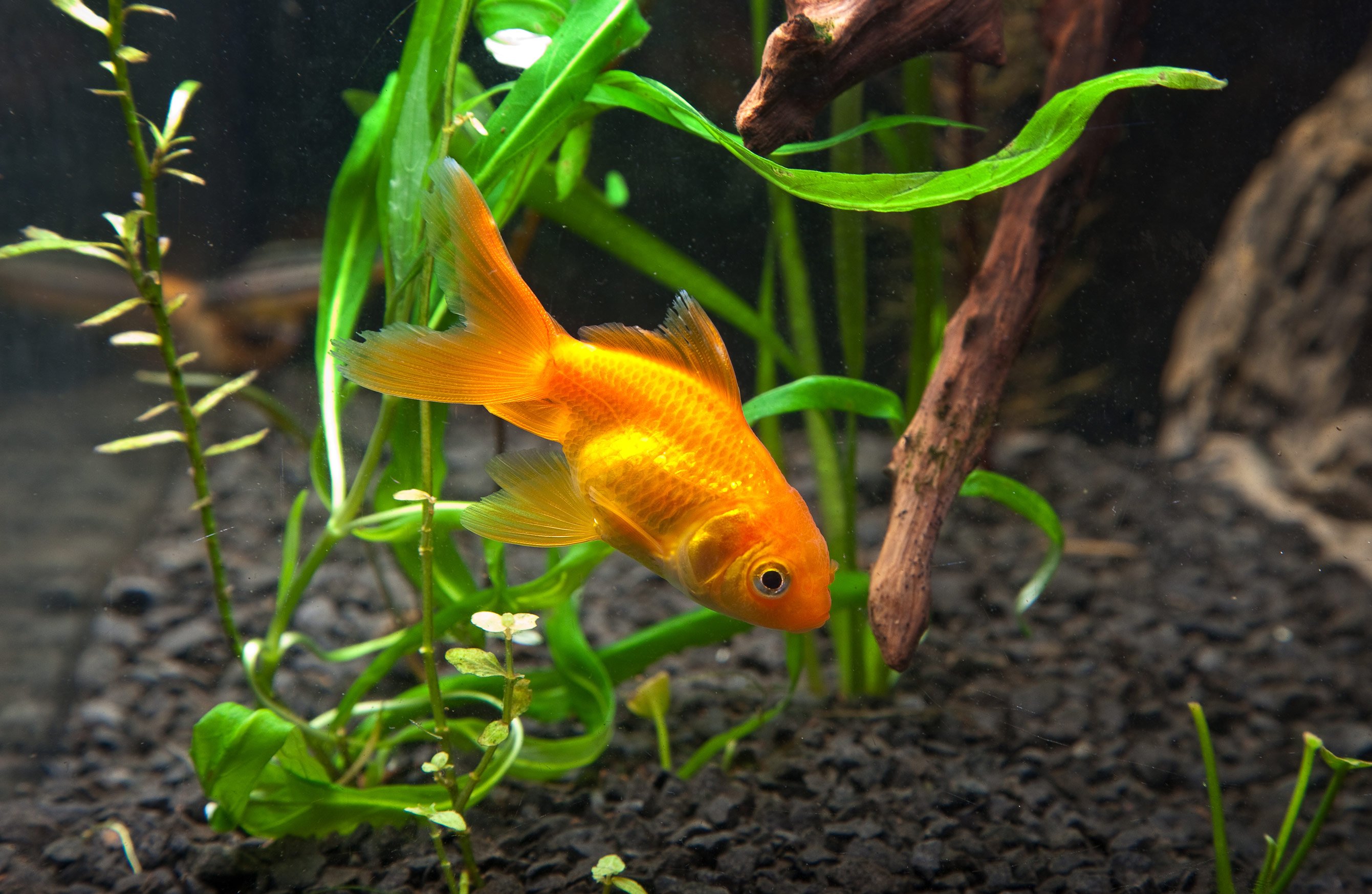 Рыбы едят растения. Рыбки. Аквариумные рыбки. Золотая рыбка. Золотая рыбка аквариумная.
