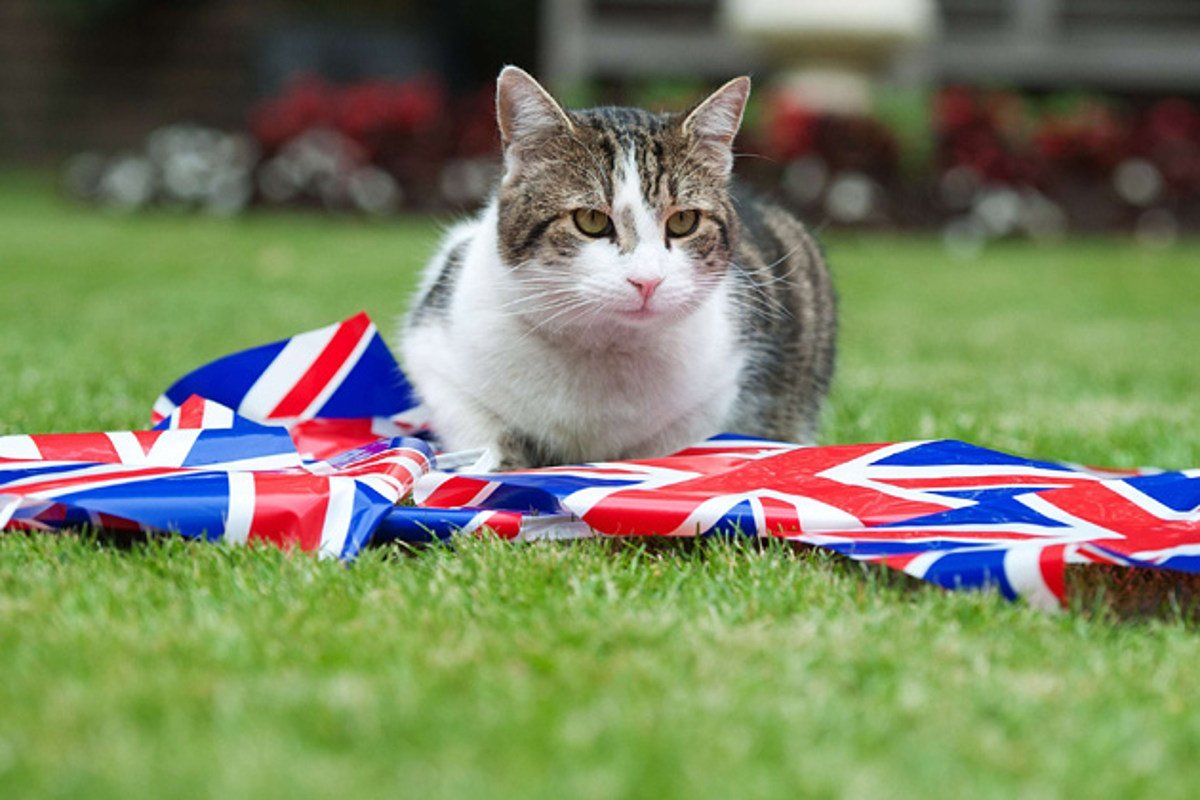 Злая Британская короткошерстная кошка