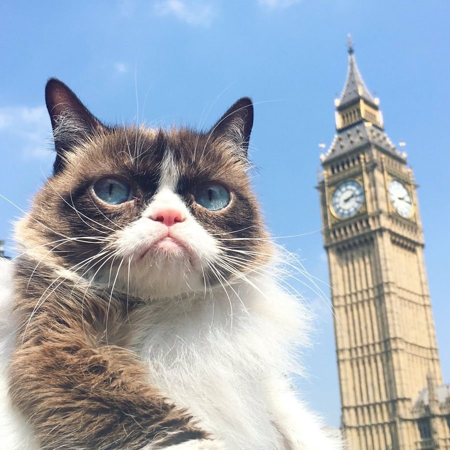 Новогодние коты