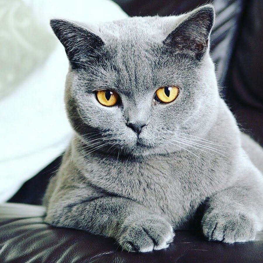 Британский короткошерстный кот серый
