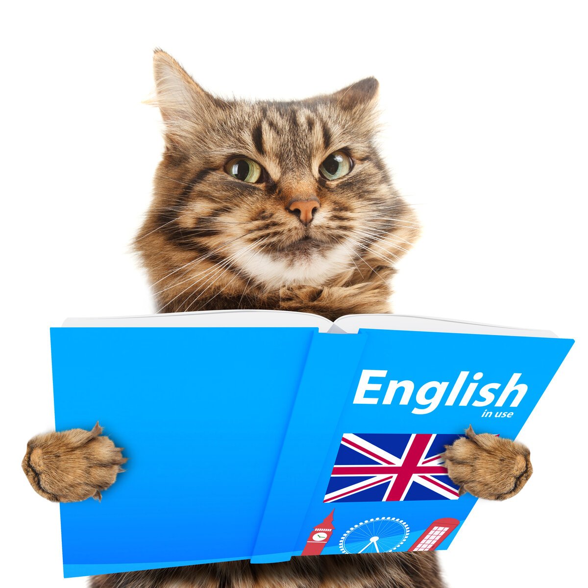 Котики английский язык