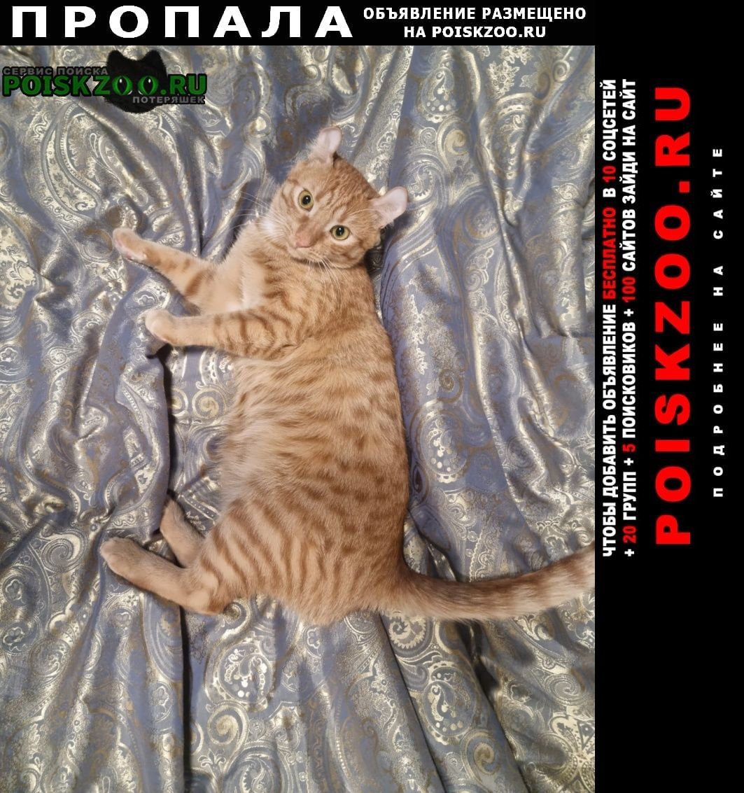 Вислоухий британец