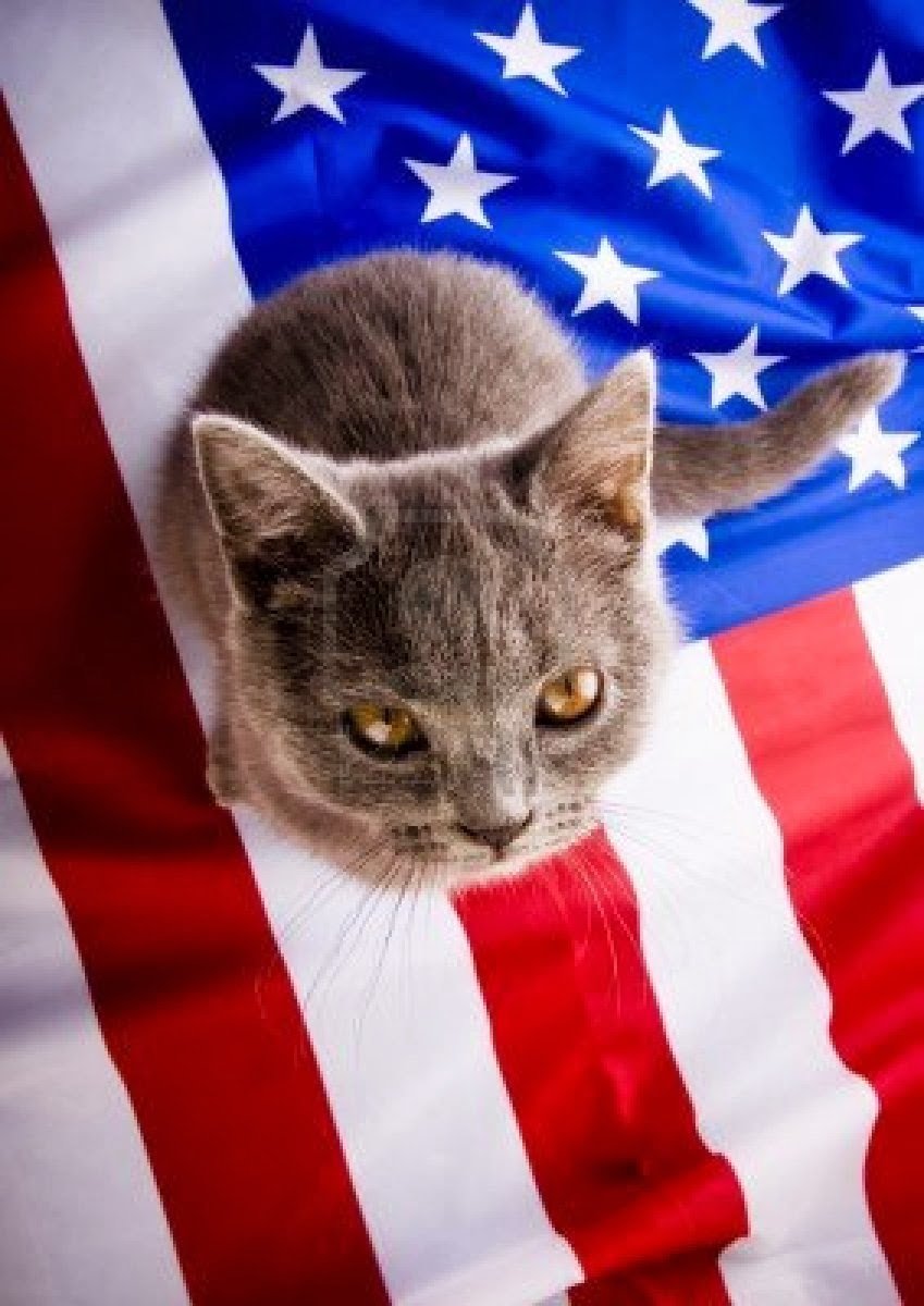 Кот американец