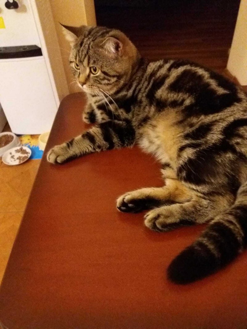 Порода Бритиш Шортхэйр