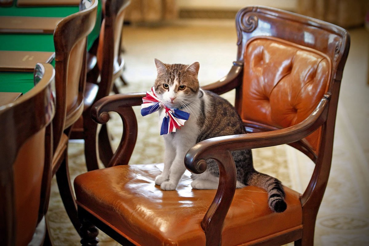 Британская кошка гладкошерстная серая