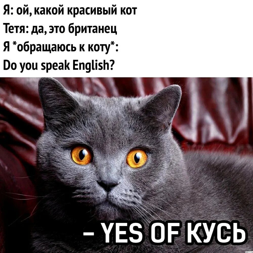 Британская голубая кошка