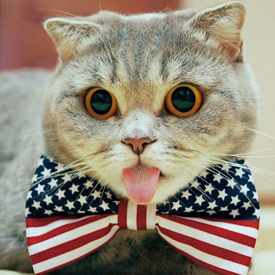 Кот с британским флагом