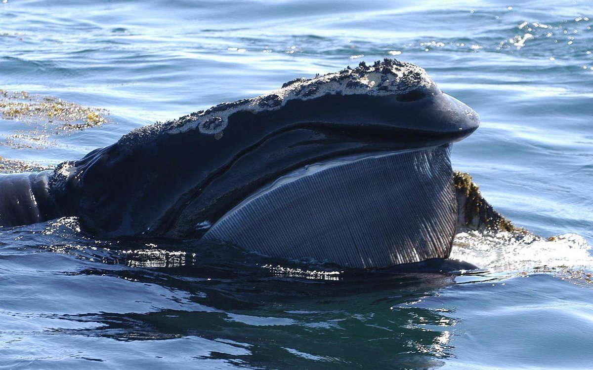 Киты Северного Ледовитого океана