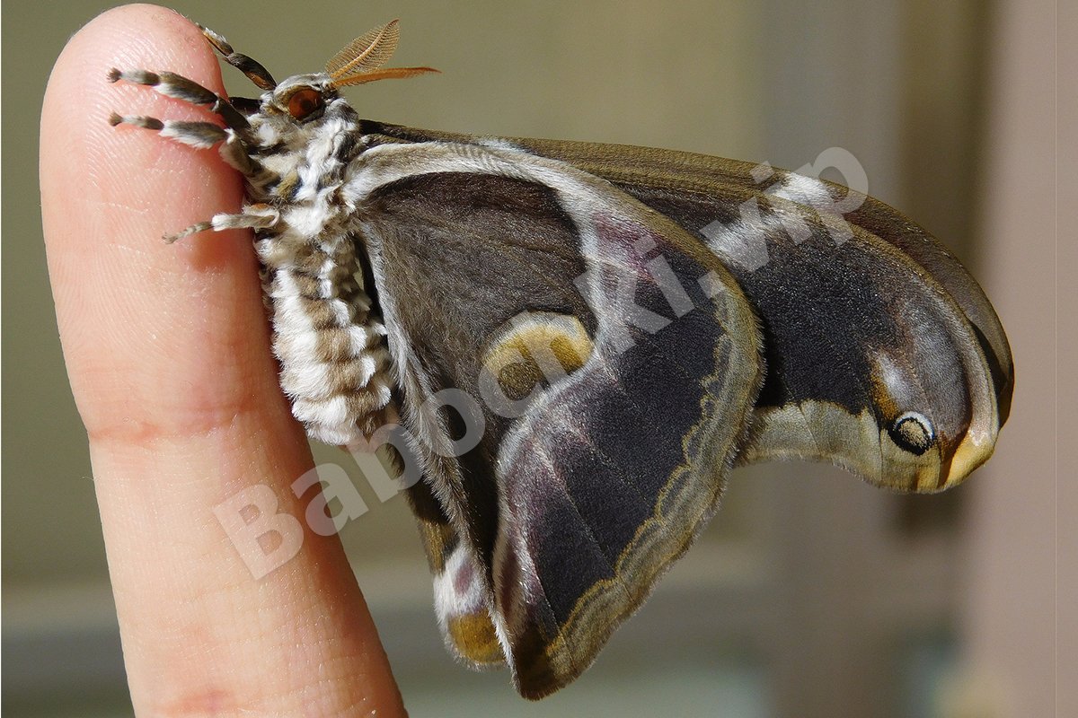 гарпия бабочка фото