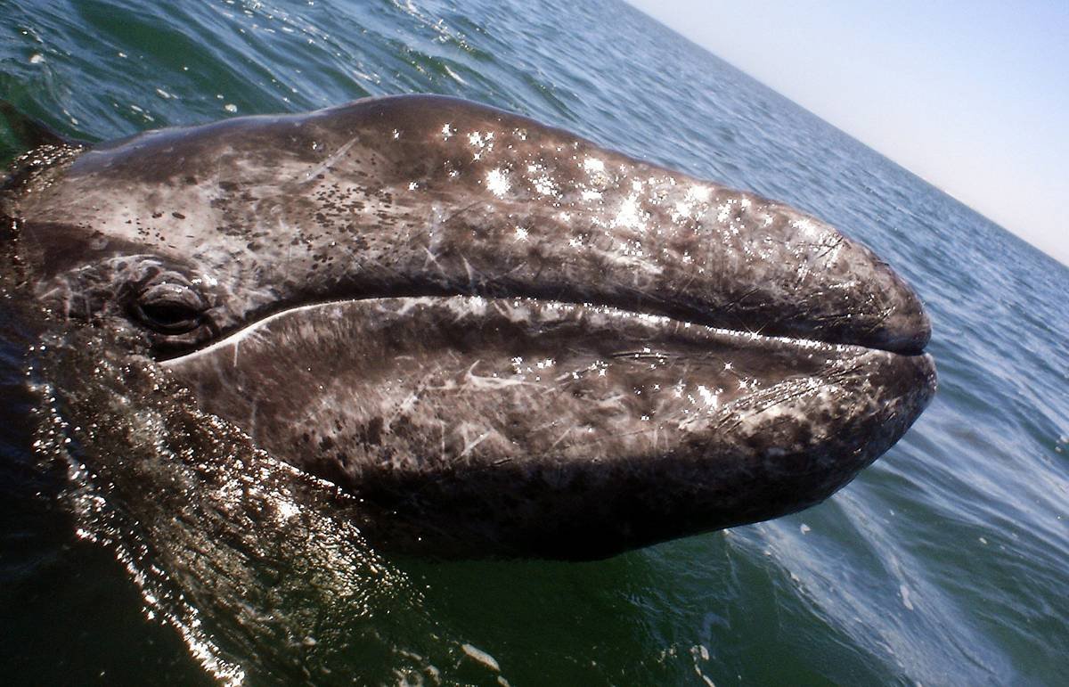 Синий кит Горбач