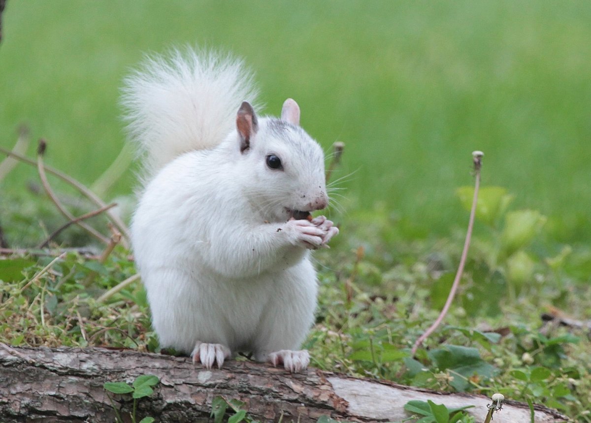 Белая Белочка