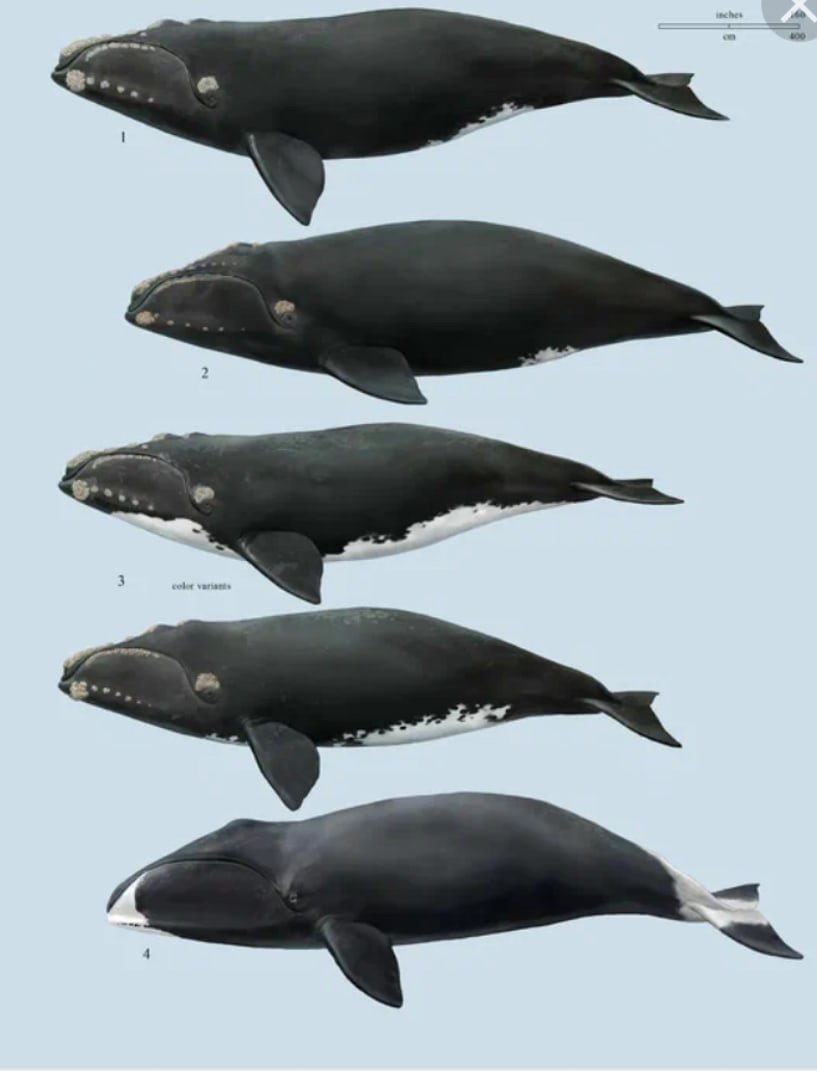 Кит Горбач и человек