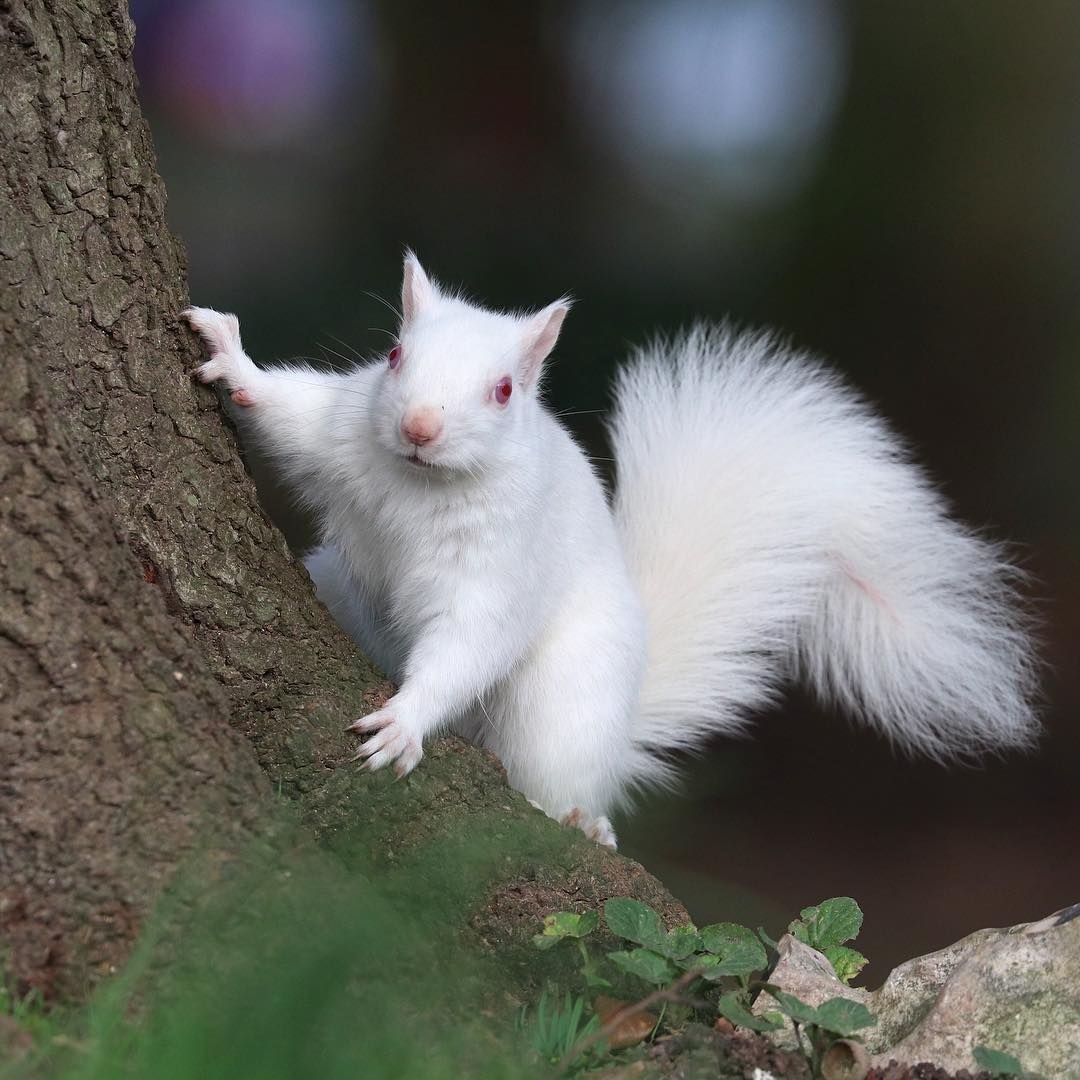 Белка альбинос в России