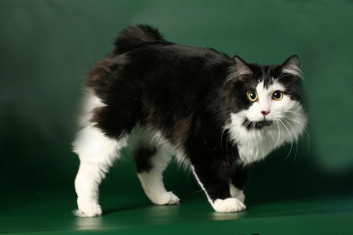 Курильский бобтейл белый