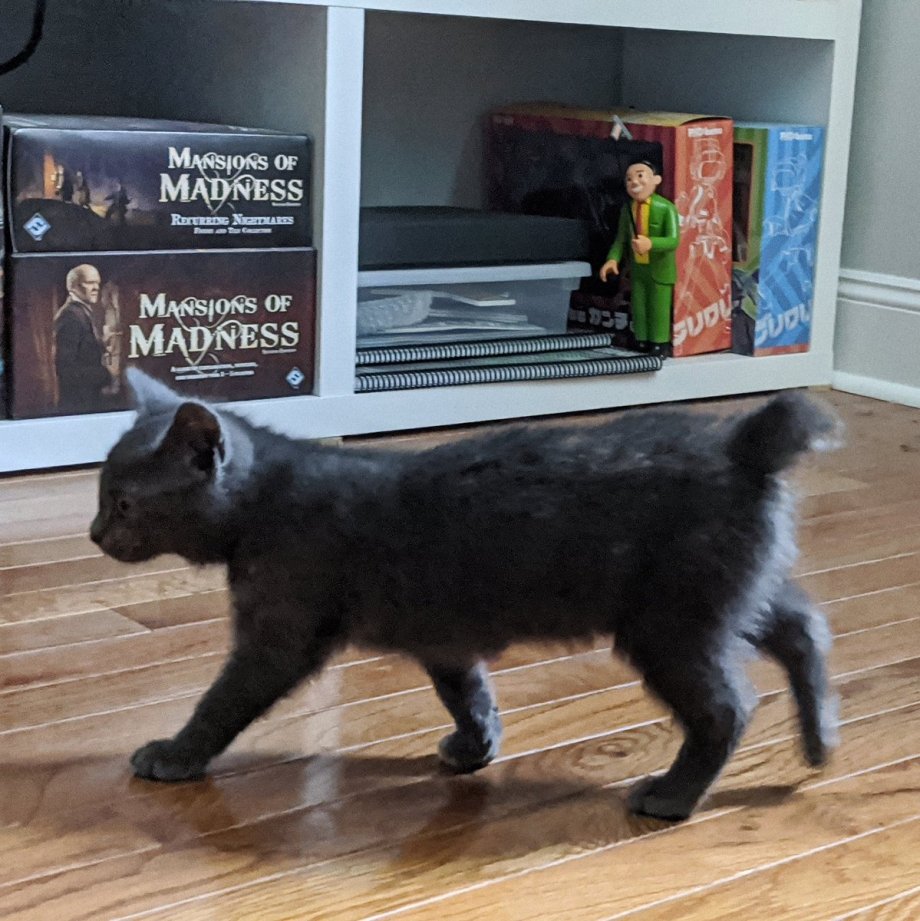 Норвежская Лесная кошка черная полностью