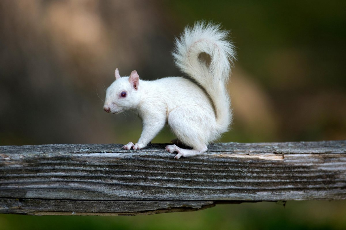Белка белого цвета