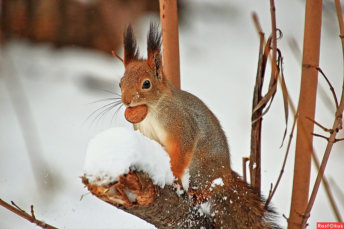 Белочка в зимнем лесу