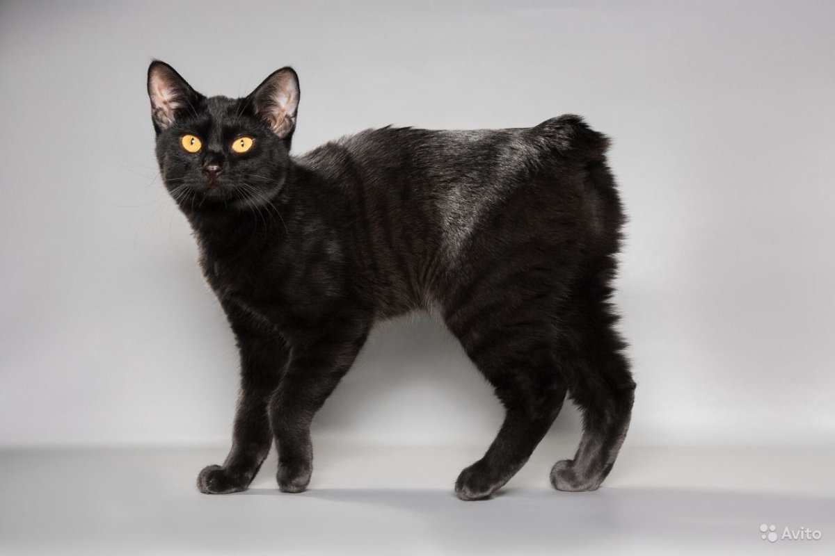 Фото черных короткохвостых котов