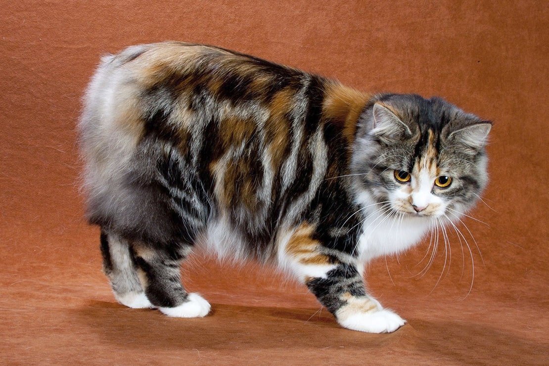 Курильский бобтейл черный мраморный