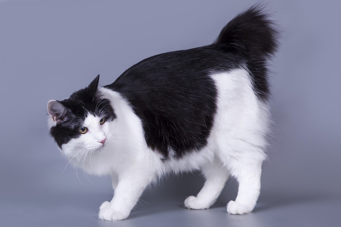 Кот Курильский бобтейл черный