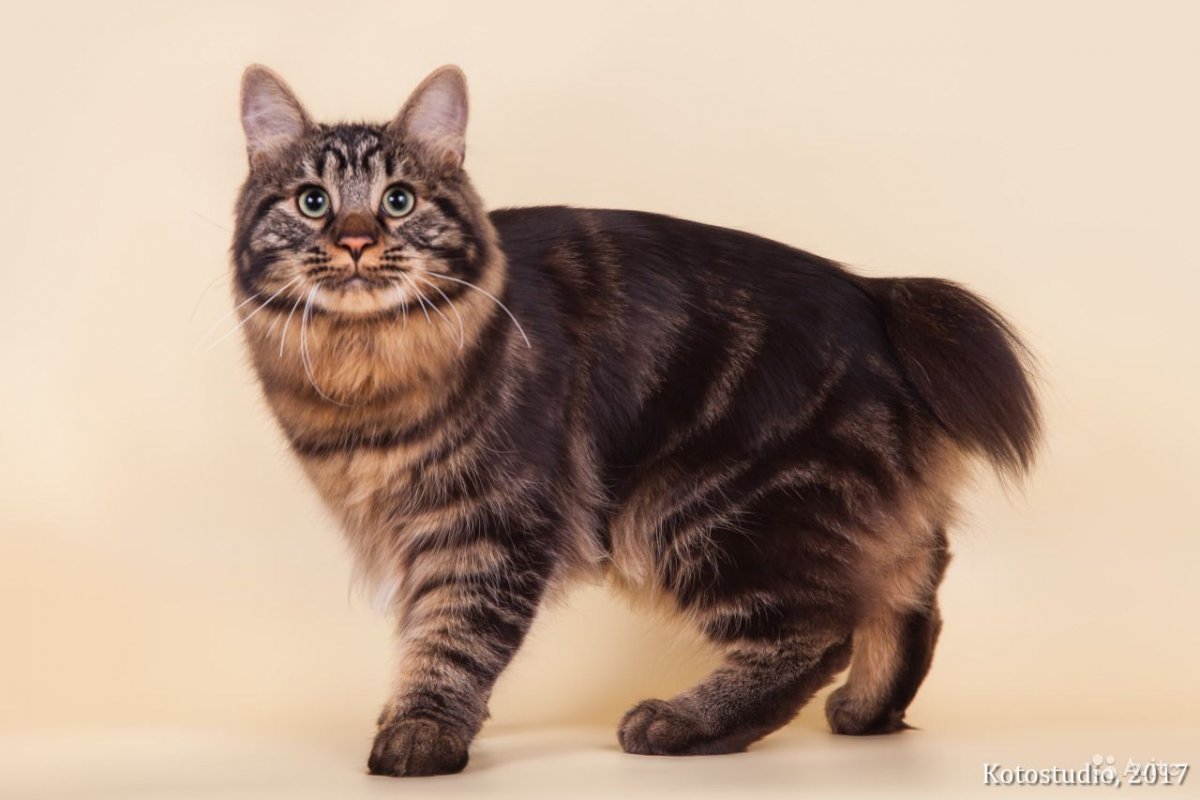 Курильский бобтейл