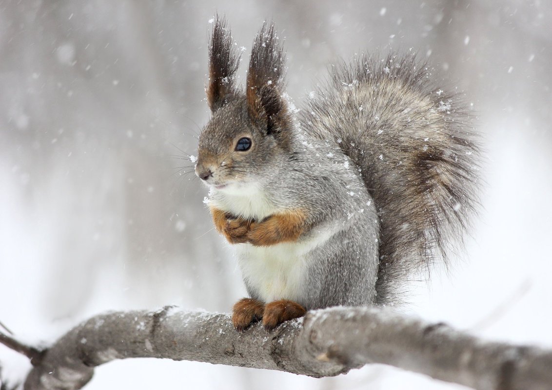 Белка зимой