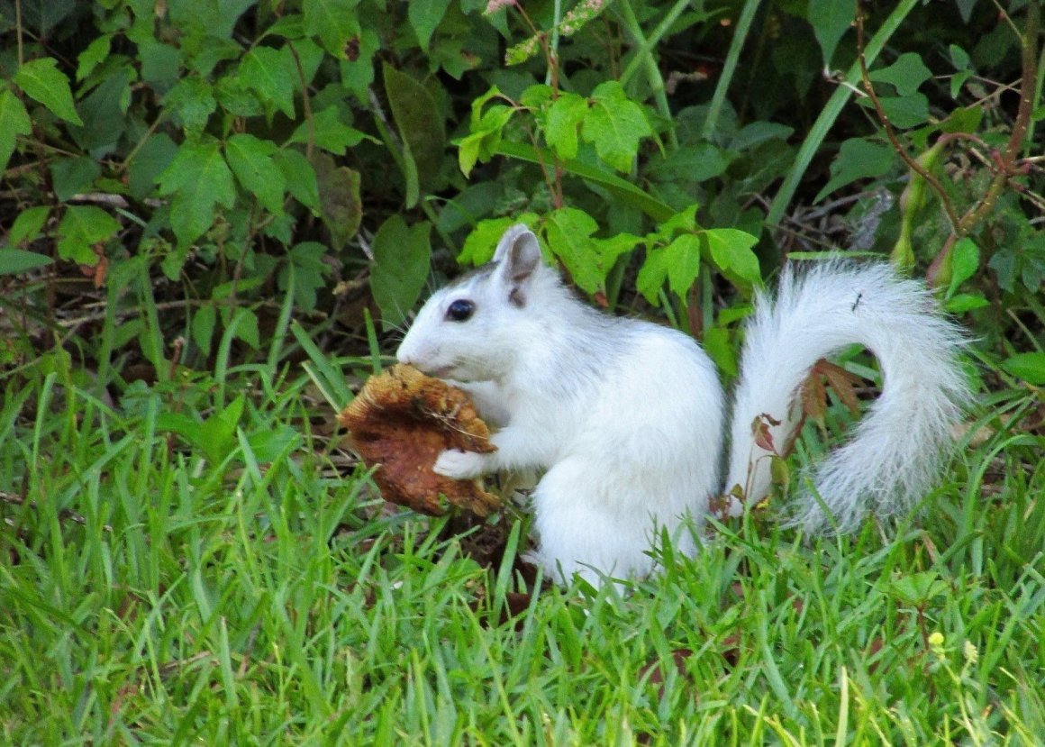 Белка Сибирская «телеутка»