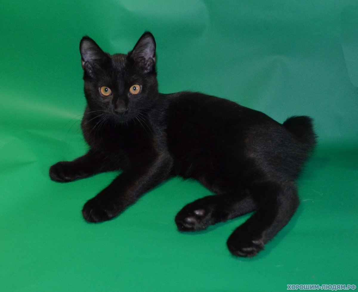 Курильский бобтейл черный