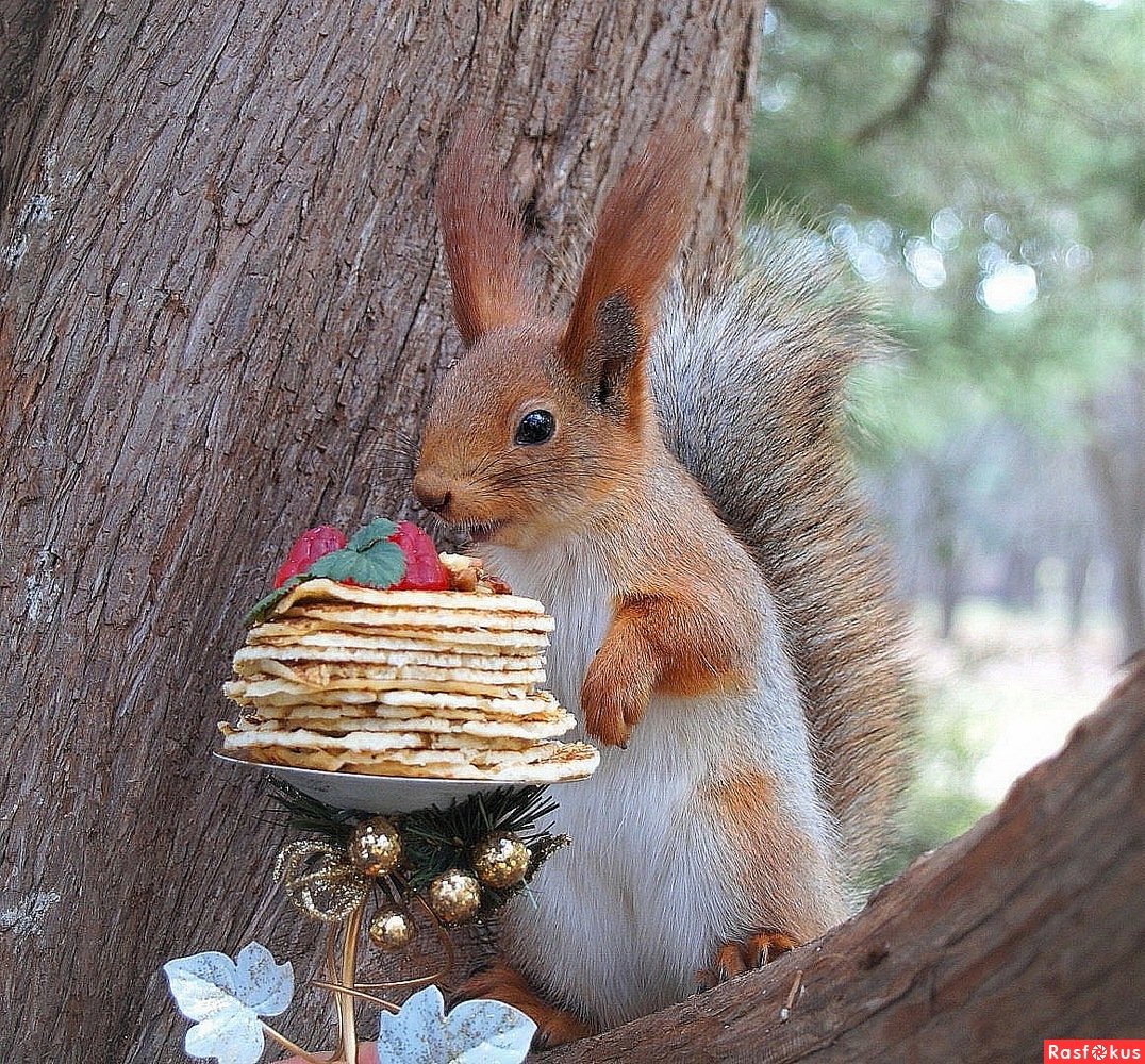 Немного о белке