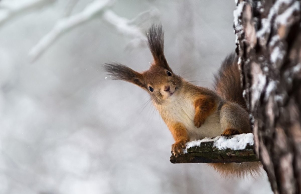 Белка зимой