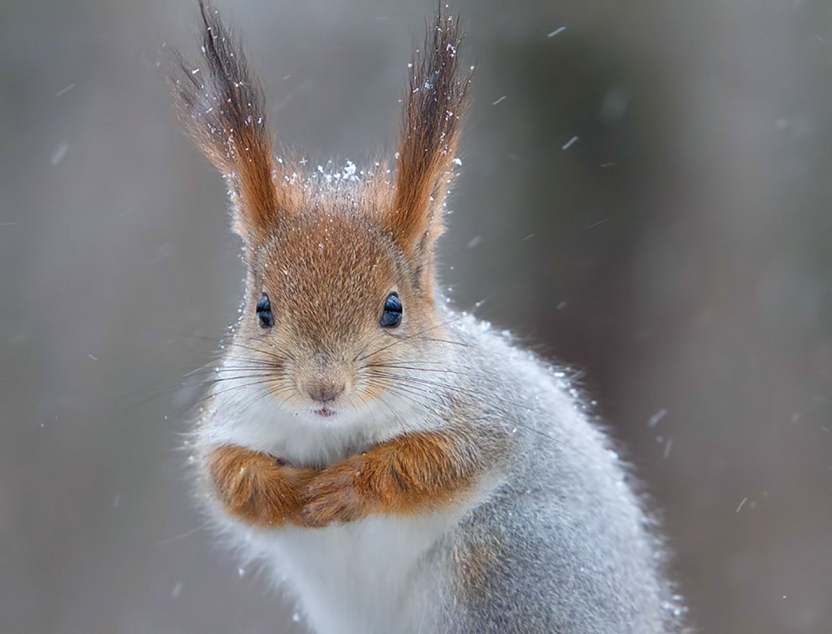 Белка альбинос