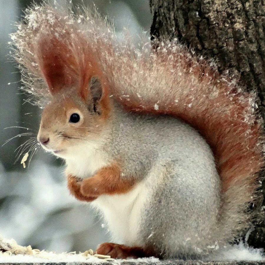 Звери зимой