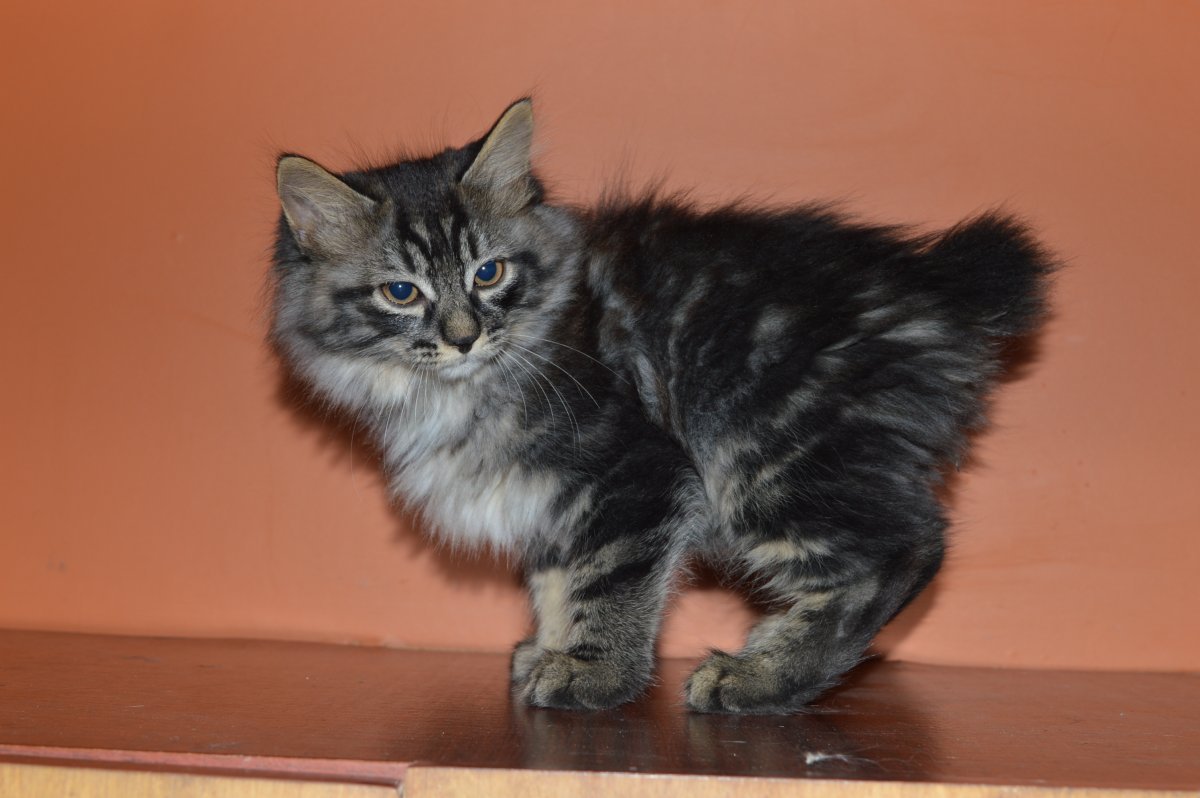 Курильский бобтейл окрасы