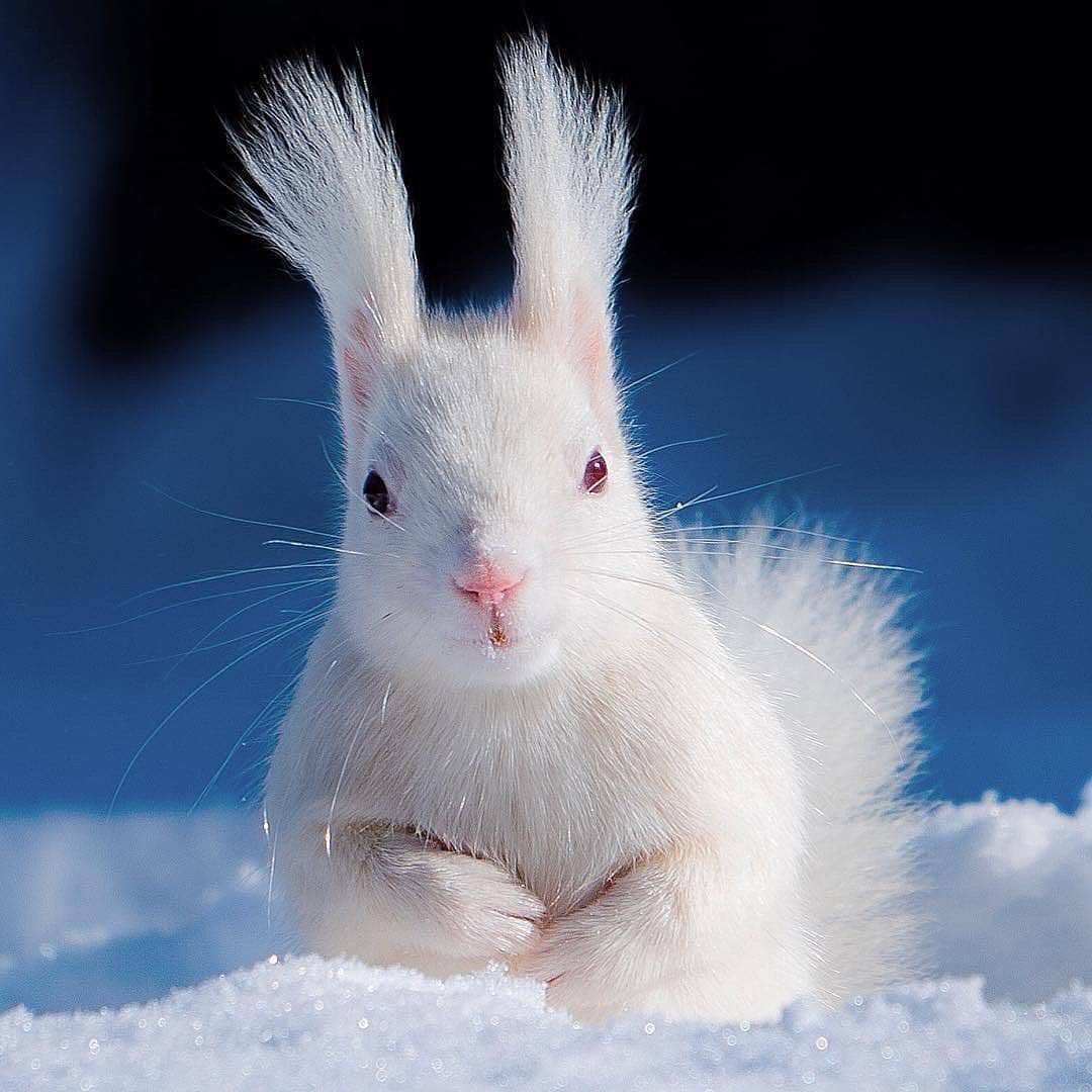 Белка альбинос