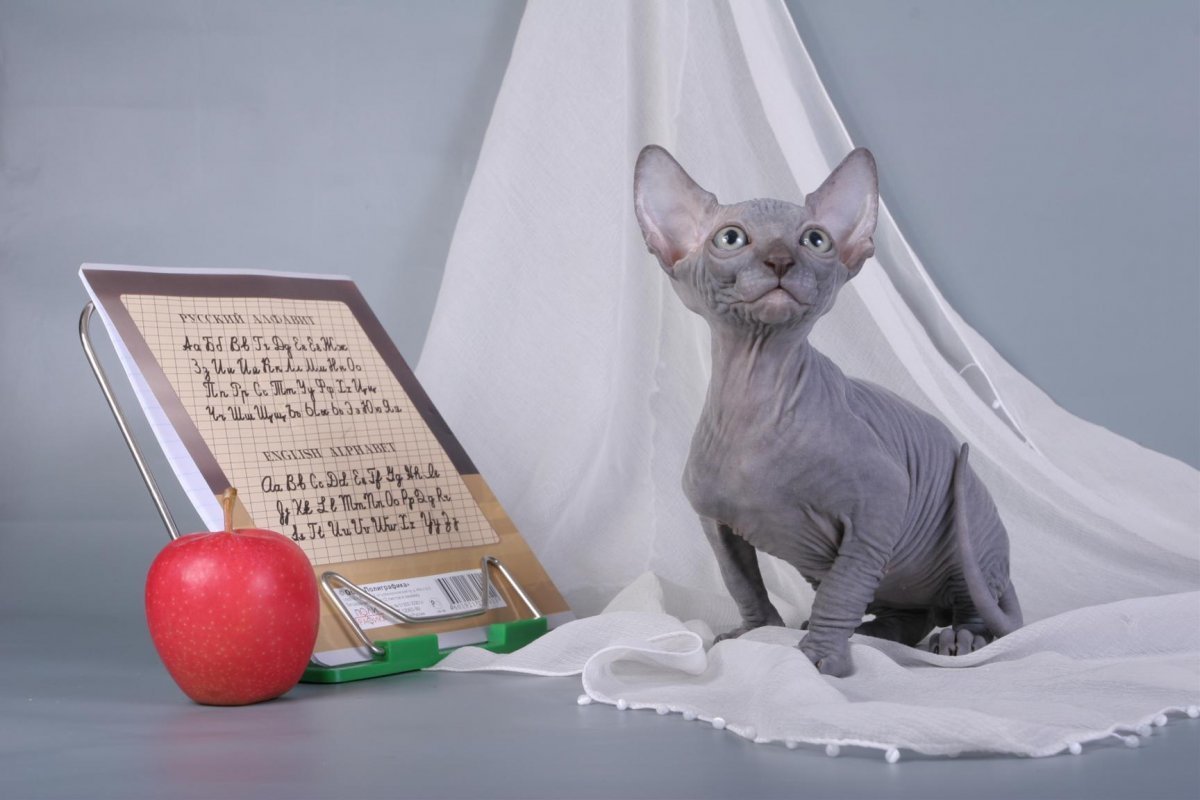 Милые лысые кошки