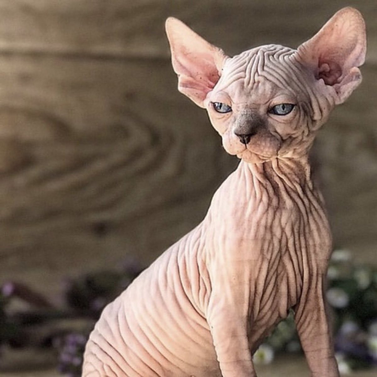 Канадский сфинкс маленький