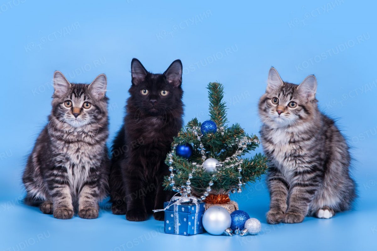 Бесхвостая кошка бобтейл