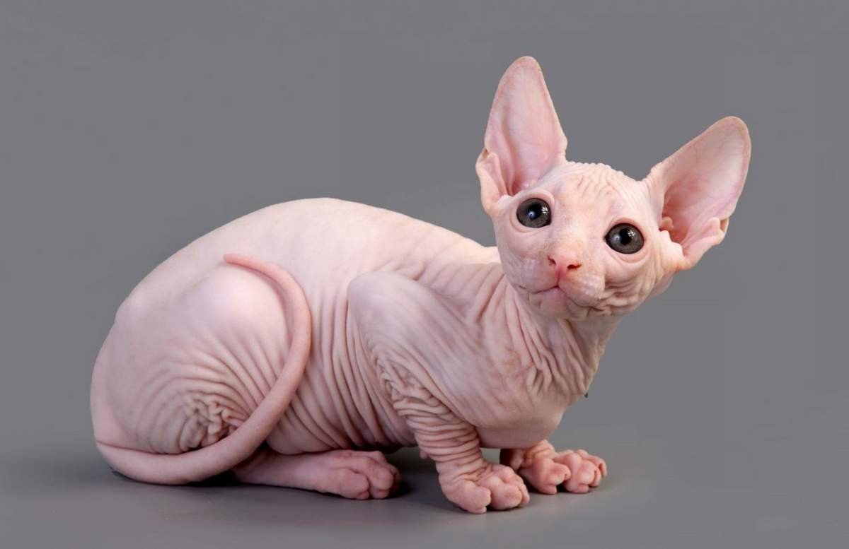 Сфинкс Калико