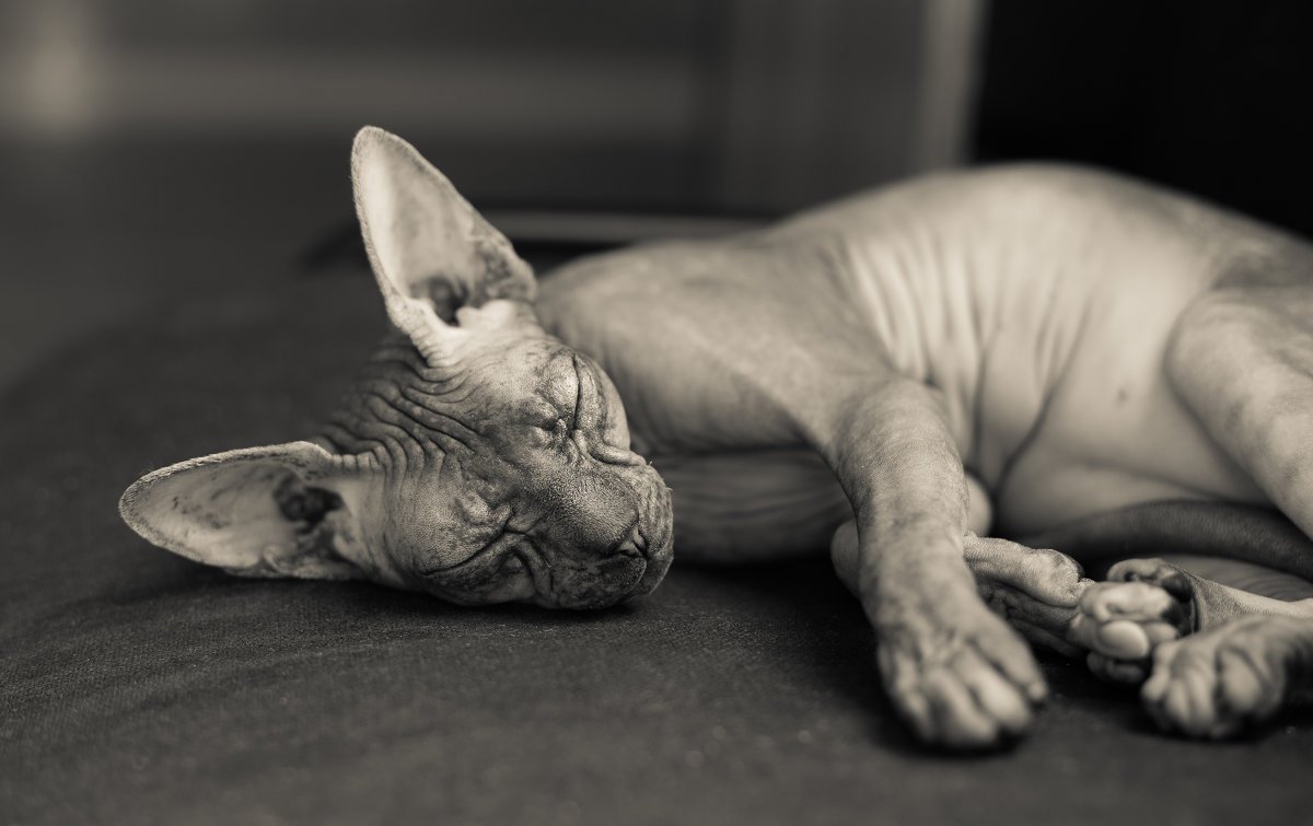 Донской сфинкс велюровый голубой