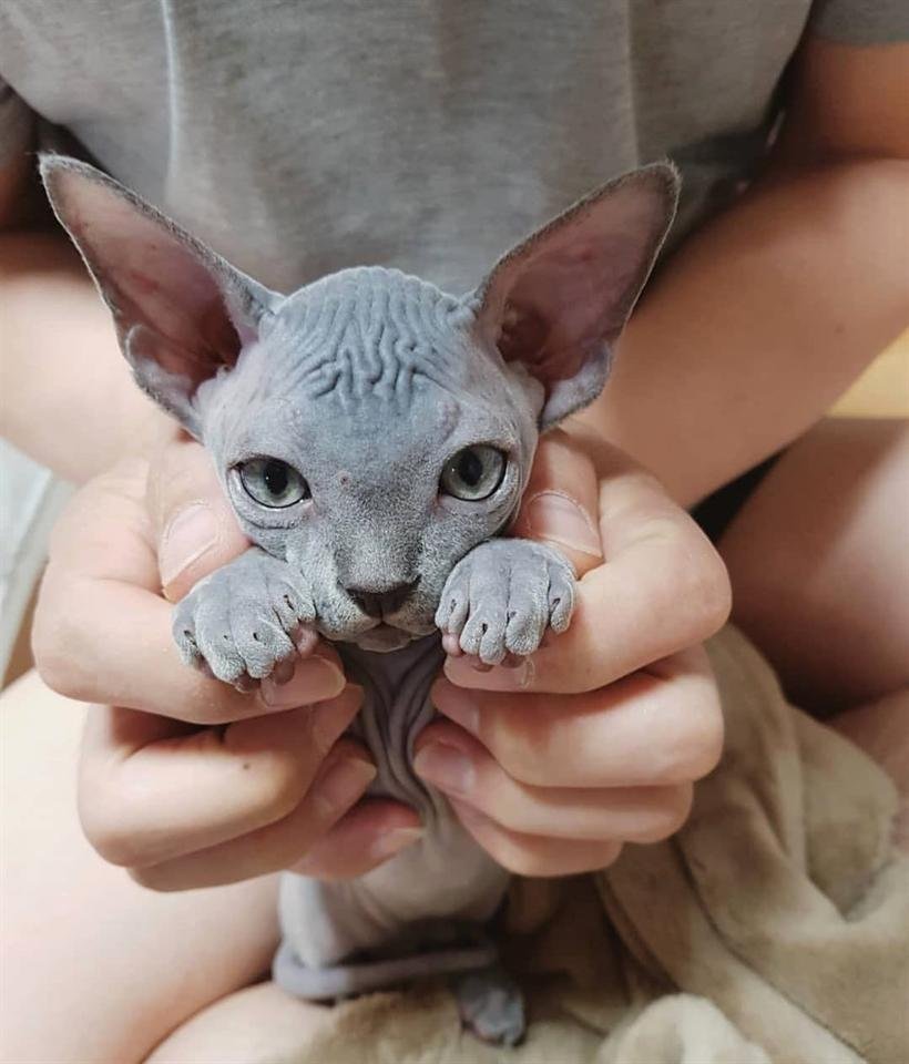 Сфинкс Петерболд