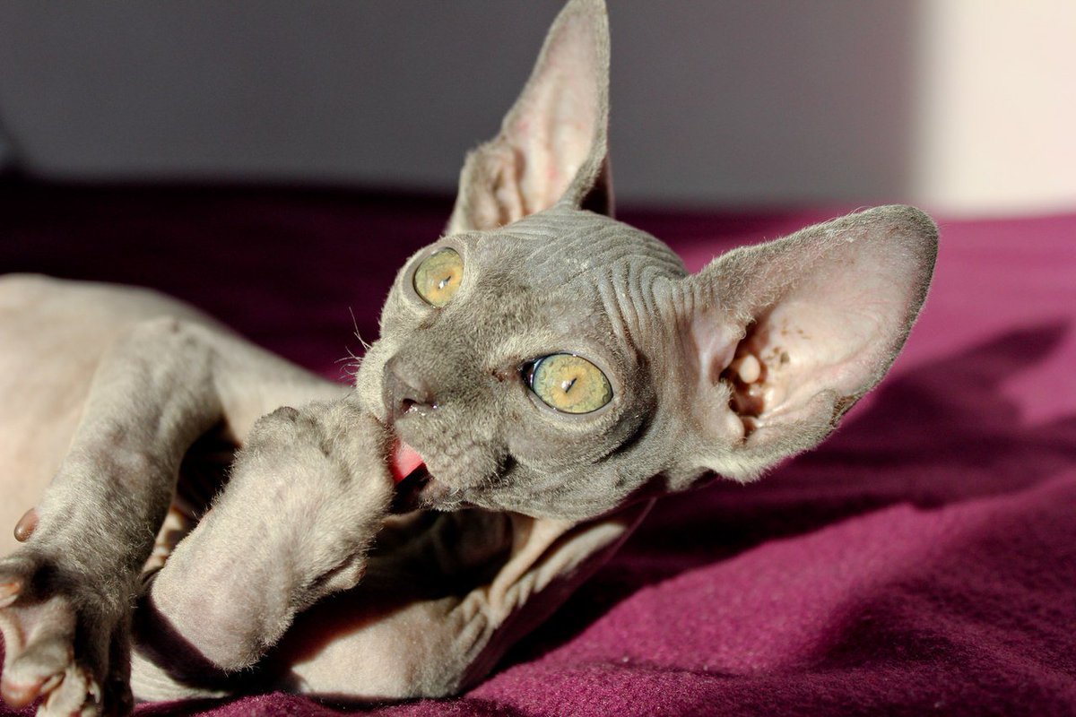 Донской сфинкс велюровый браш