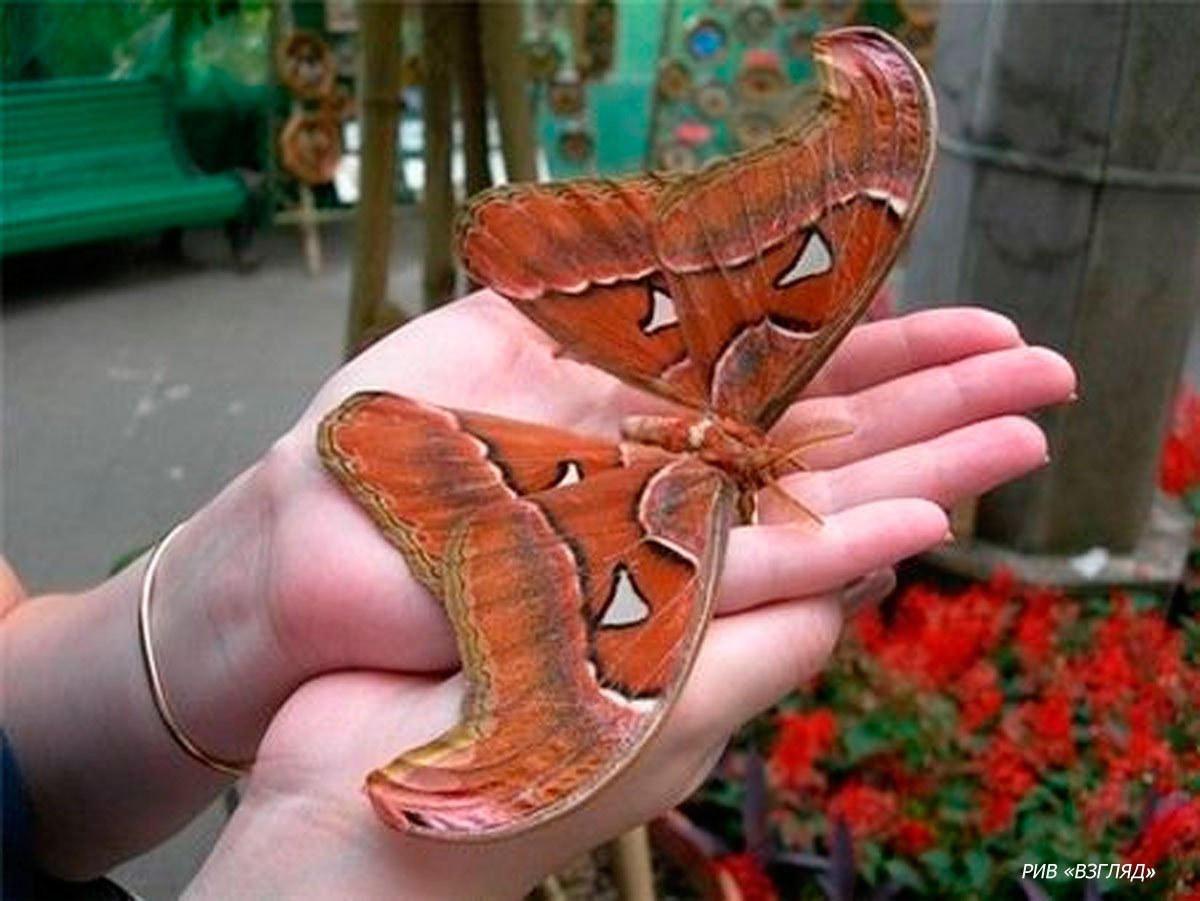 В крыму обитает самая крупная бабочка европы. Павлиноглазка атлас. Аттакус атлас бабочка. Павлиноглазка атлас Attacus Atlas. Бабочка Павлиноглазка атлас.
